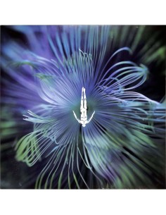 Five Phases - Innellea- Reflected Wisdom